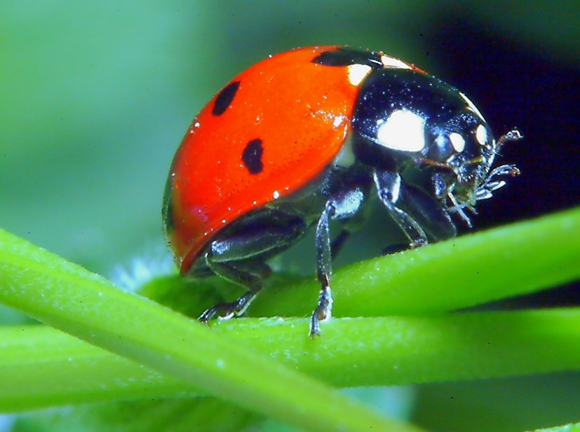 Per chi ama la macrofotografia